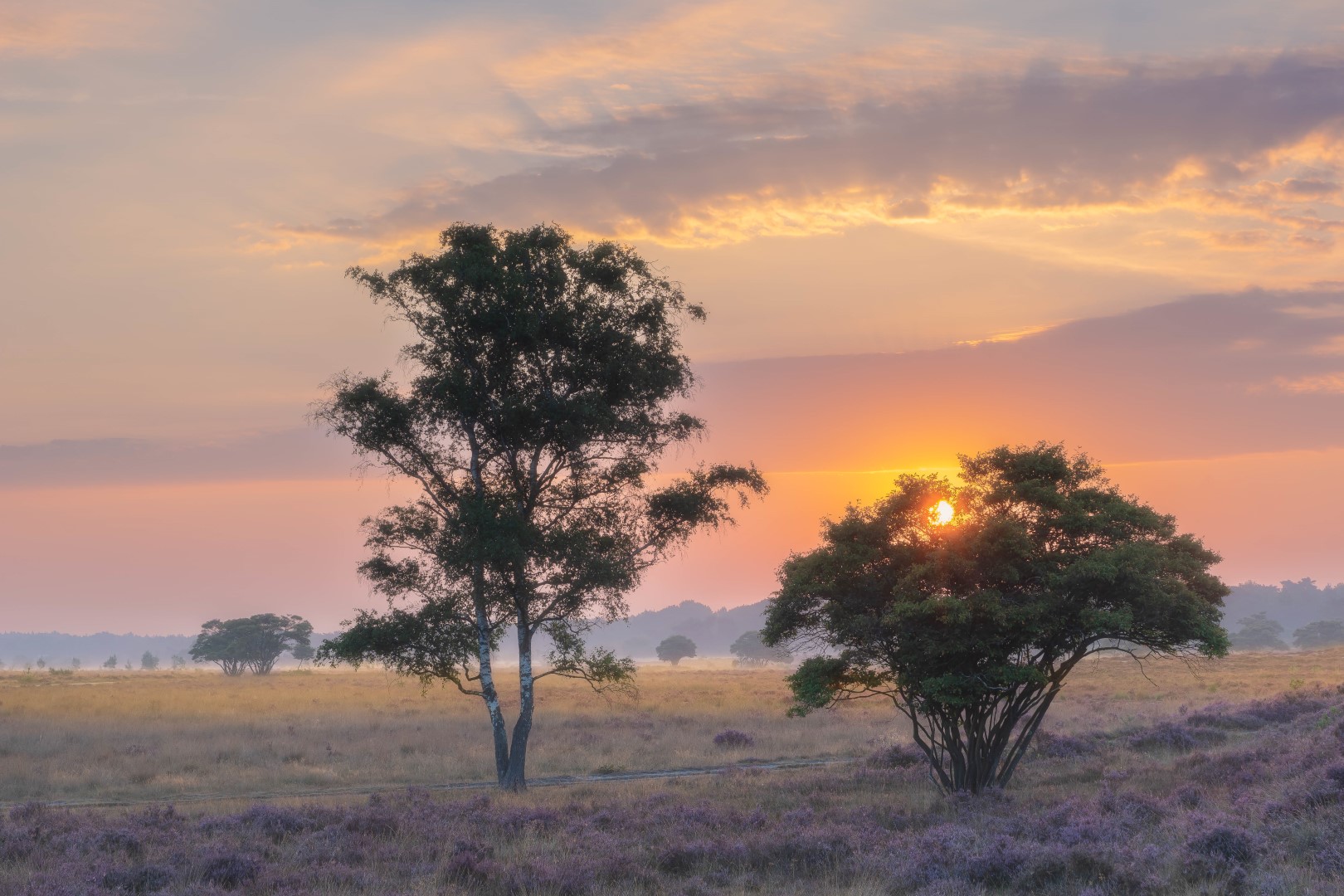 'Golden sky' is gefotografeerd op de Zuiderheide nabij Hilversum (Noord-Holland, Nederland). De zon kwam schitterend op, al verdreef hij de grondmist, maar de sfeer was erg mooi. Door de boom wordt het inmiddels felle zonlicht gebroken. De heerlijke tekening in de lucht geeft een fraai geheel. Het paars goud, de bloeiende heide, werkt zeker mee aan dit schitterende landschap.