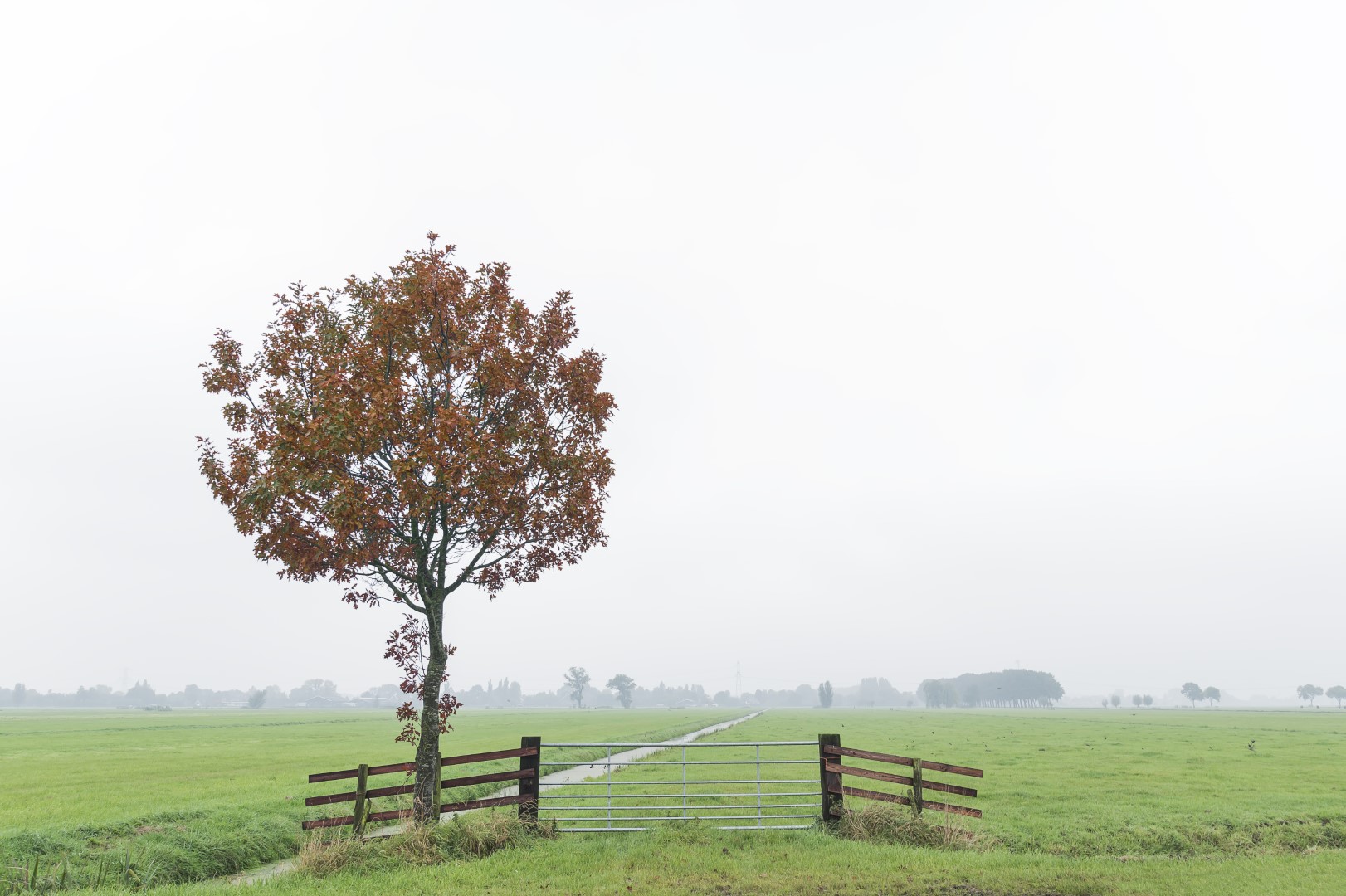 Herfst in de Alblasserwaard (Zuid-Holland, Nederland). Gekleurde bladeren en mist geven de sfeer van herfst prima weer.