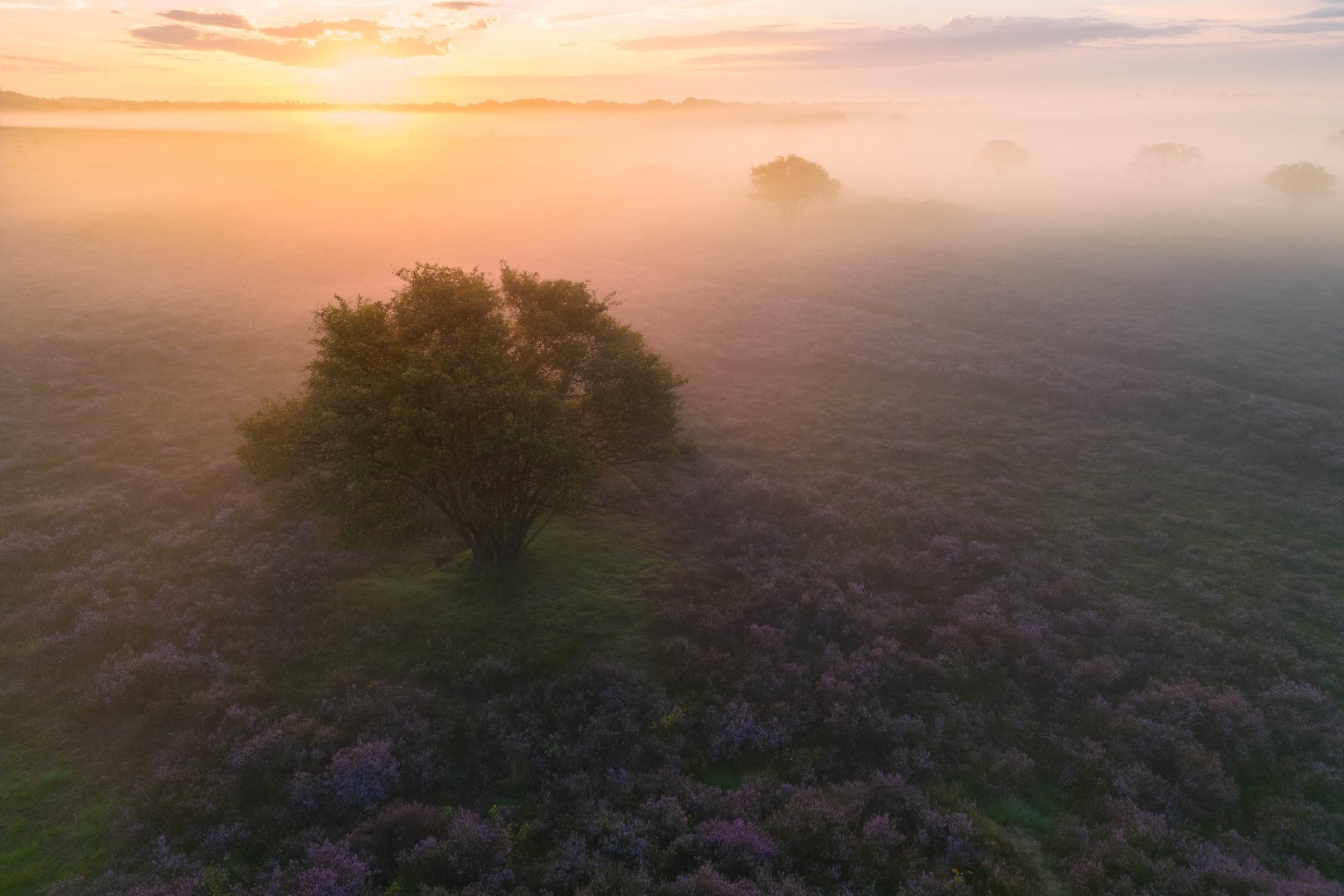 Deze foto is gemaakt op de Zuiderheide, nabij Hilversum (Noord-Holland, Nederland). Deze morgen werd mist verwacht en die kwam er ook; evenals een mooie zonsopkomst. Door de mist werd de sfeer sprookjesachtig. De bloeiende heide zorgde voor een mooi kleurenpalet.