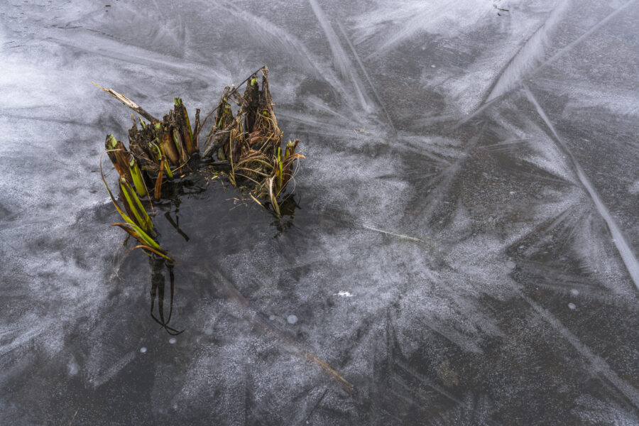 Een detailopname van een stuk natuurijs. Afgesneden riet stak boven het ijsoppervlak en vormde een mooie onderbreking van de ijsstructuren.