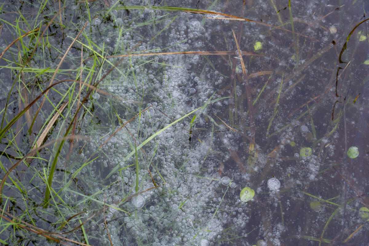 Een detailopname van een stuk natuurijs in een stuk weiland. De luchtbelletjes zorgden voor een leuke structuur, zeker zo gecombineerd met de grassprietjes die er tussendoor steken. Een klein minilandschapje.