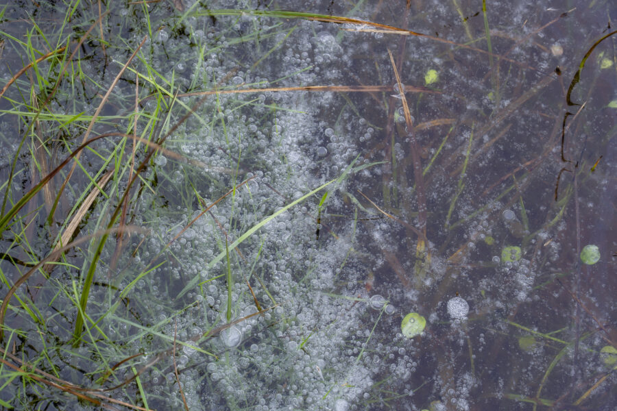 Een detailopname van een stuk natuurijs in een stuk weiland. De luchtbelletjes zorgden voor een leuke structuur, zeker zo gecombineerd met de grassprietjes die er tussendoor steken. Een klein minilandschapje.