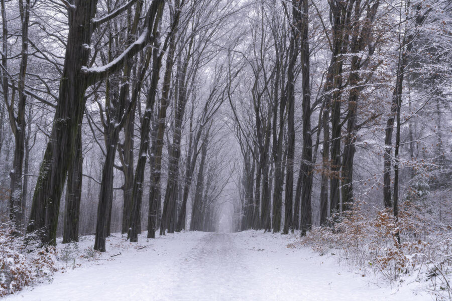 Deze foto is gemaakt bij Prattenburg nabij Veenendaal (Utrecht, Nederland). Een mooie boslaan, besneeuwd door de vele sneeuwbuien gaf een mooie sfeer. Nu een keer een lege boslaan tijdens een sneeuwbui.