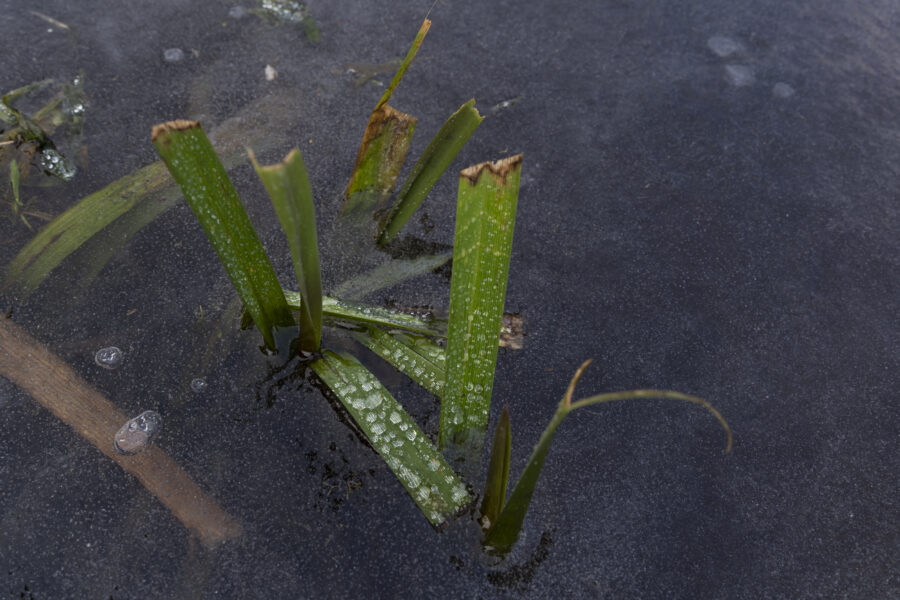 Een detailopname van een plantje in het ijs. Het leverde wat kleur op in het blauw-grijze oppervlak. Mooie structuren levert dat op: structure of nature