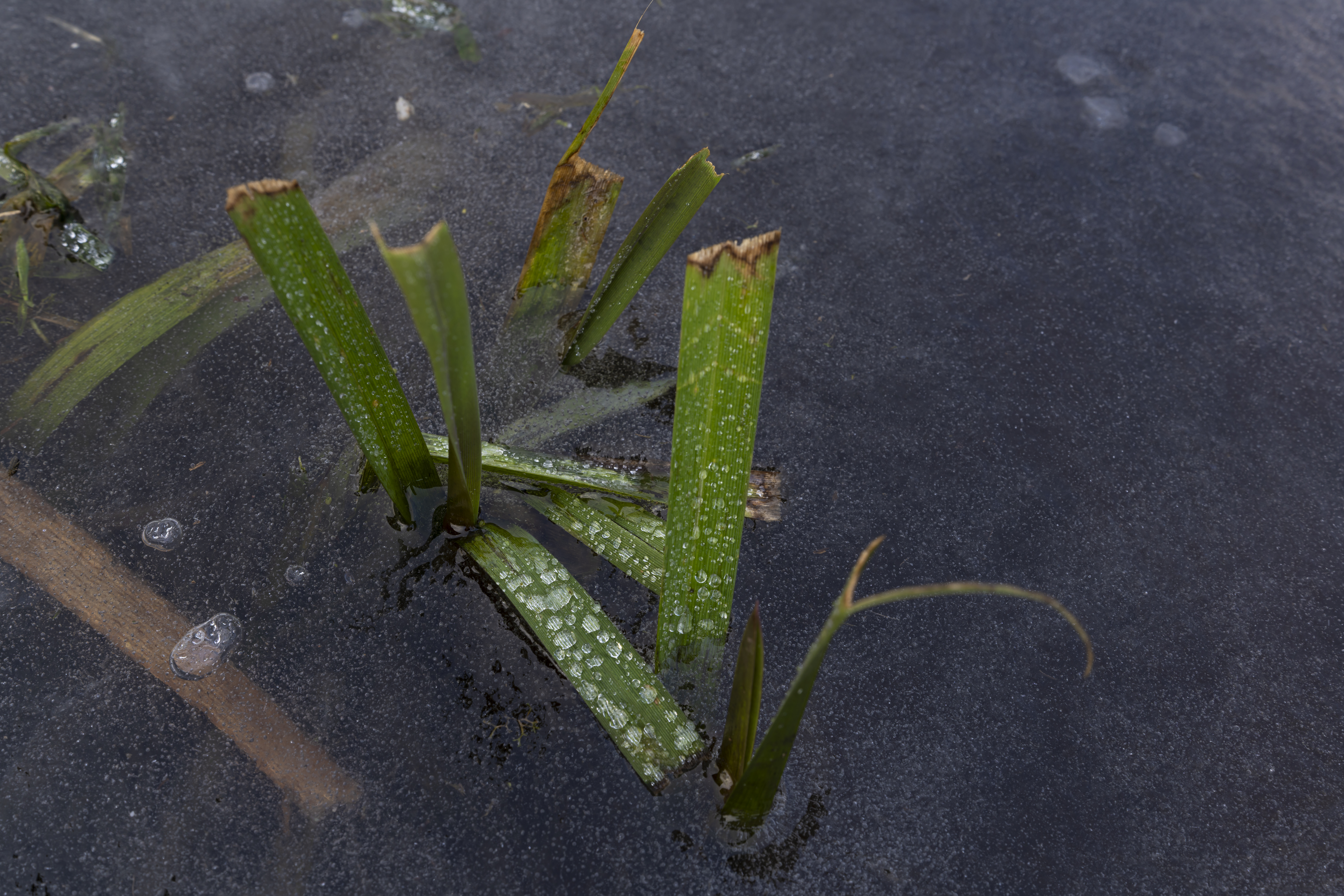 Een detailopname van een plantje in het ijs. Het leverde wat kleur op in het blauw-grijze oppervlak. Mooie structuren levert dat op: structure of nature