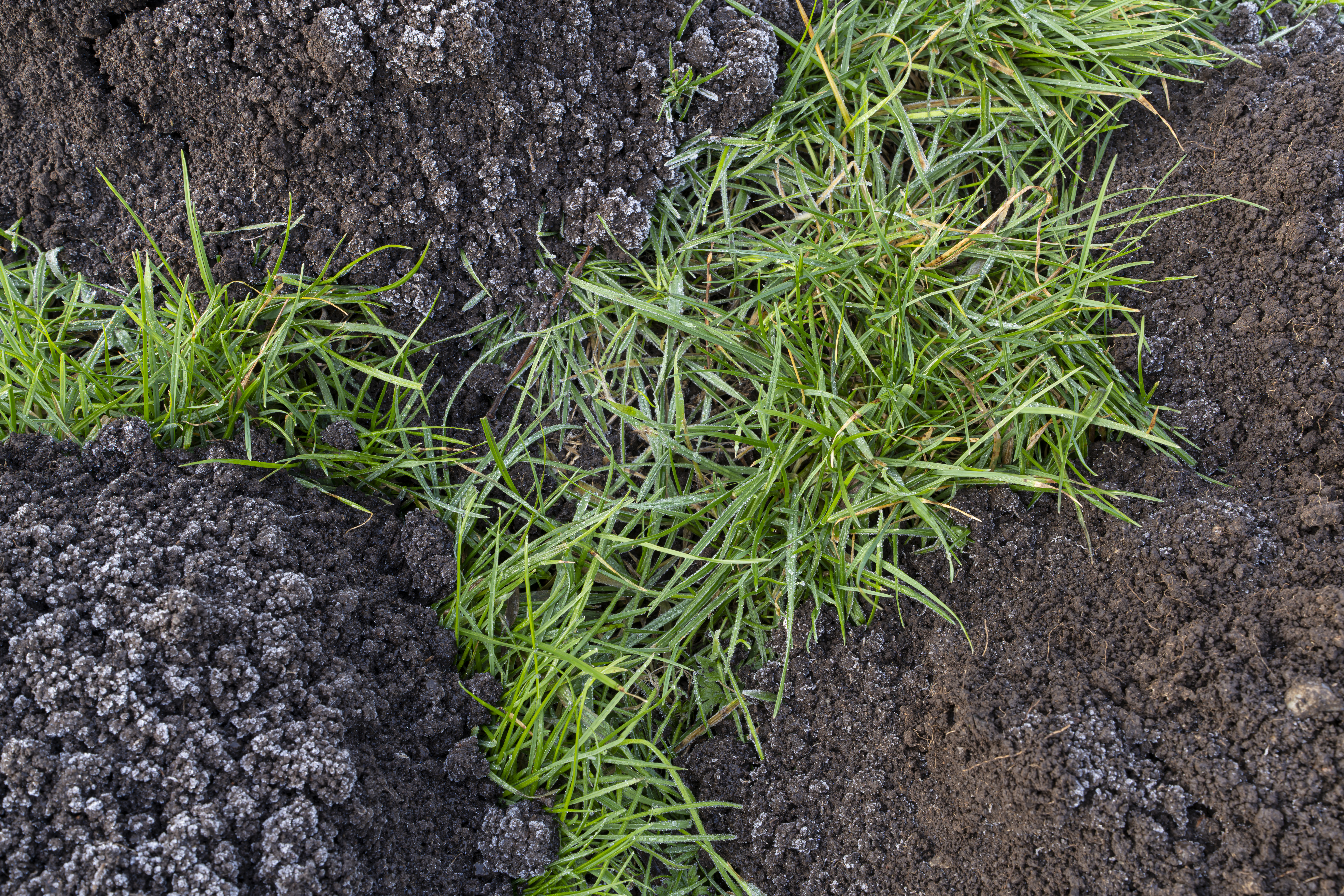 Een mooie structuur in een weiland. De molshopen, bevroren door de koude morgen, geven een leuke structuur zo met het gras.