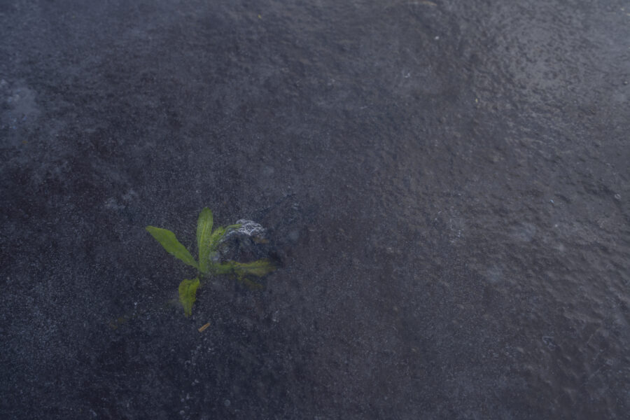 Een detailopname van een plantje in het ijs. Het leverde wat kleur op in het blauw-grijze oppervlak. Mooie structuren levert dat op: structure of nature