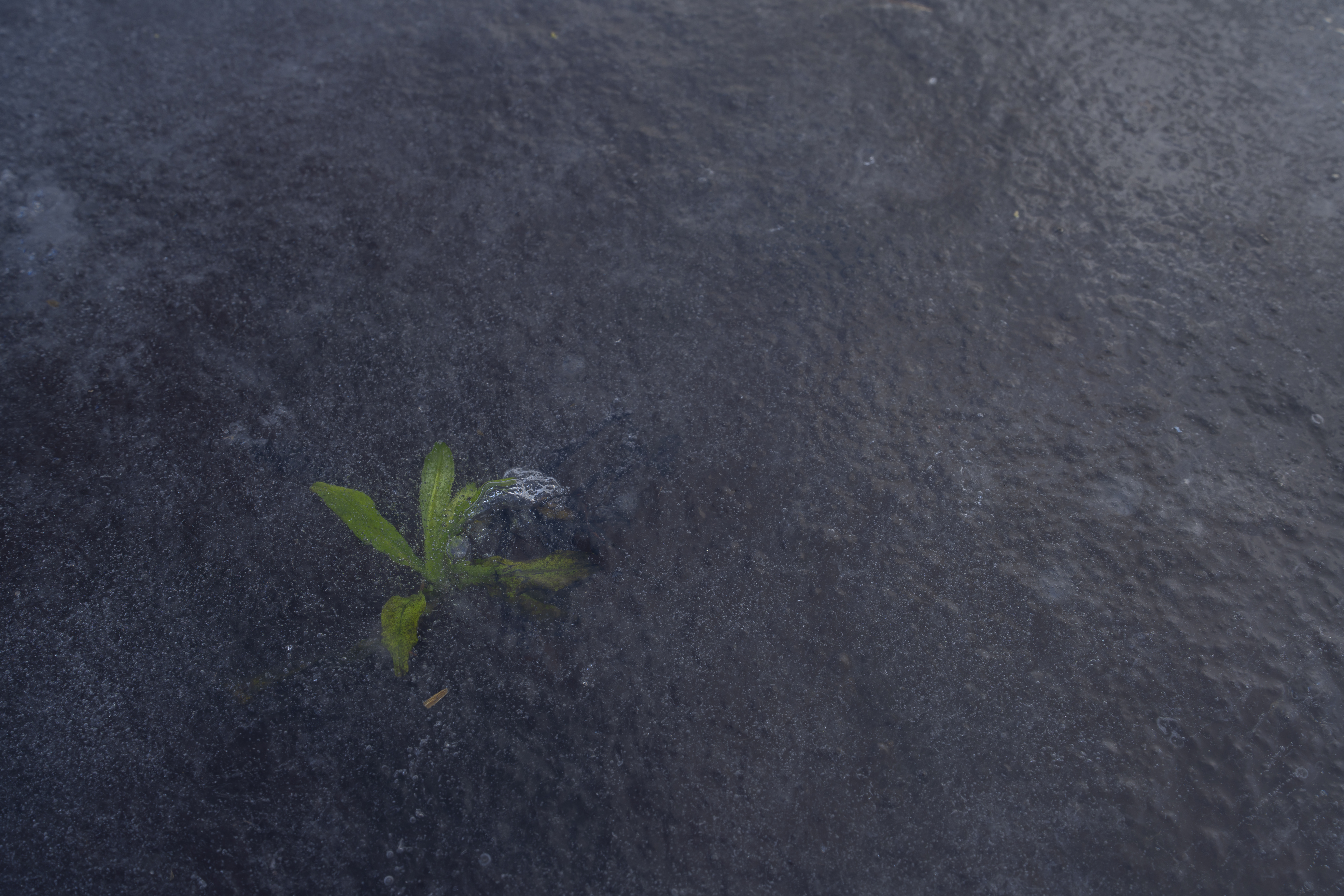 Een detailopname van een plantje in het ijs. Het leverde wat kleur op in het blauw-grijze oppervlak. Mooie structuren levert dat op: structure of nature