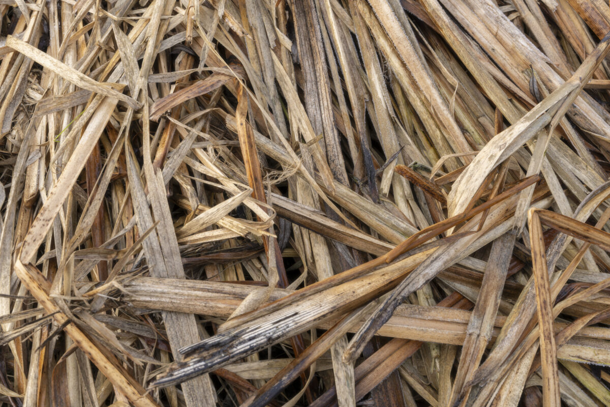 Detailopname van riet, genaamd 'kriskras'. De natuur zorgt zelf voor mooie structuren en vormen, zoals dit afgesneden riet langs een poldersloot.