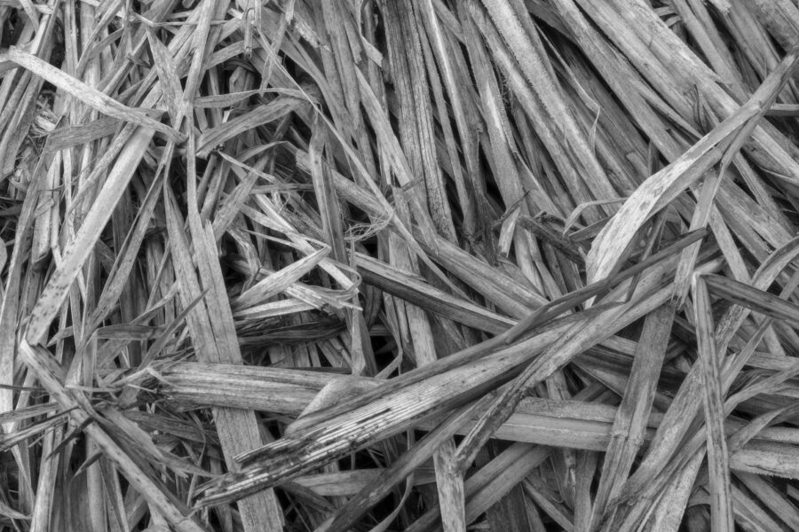 Detailopname van riet, genaamd 'kriskras'. De natuur zorgt zelf voor mooie structuren en vormen, zoals dit afgesneden riet langs een poldersloot.