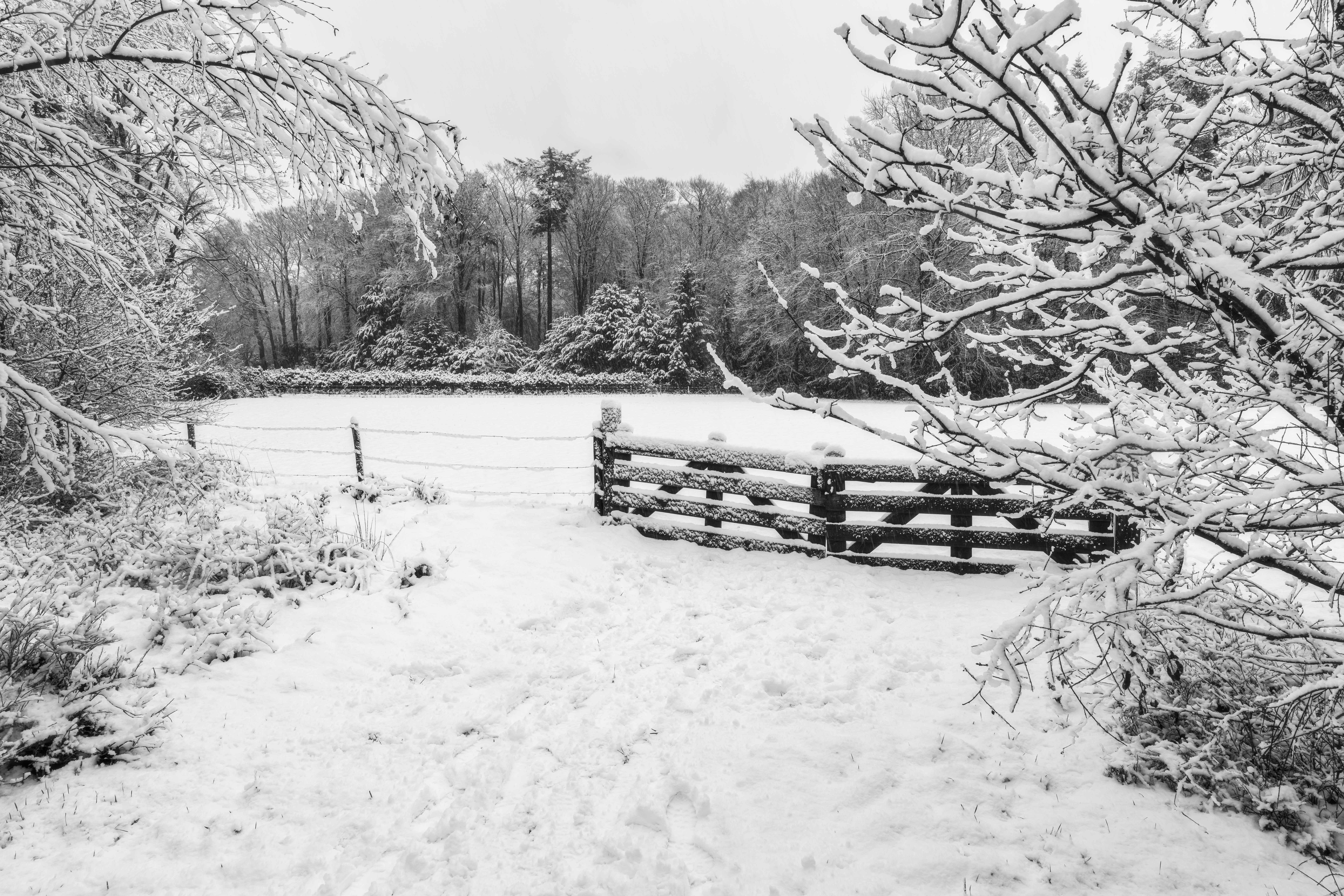 Deze foto is gemaakt bij Prattenburg nabij Veenendaal (Utrecht, Nederland). Tijdens de wandeling kwamen we dit stukje weiland tegen; besneeuwd en egaal wit! Een mooie gelegenheid voor een zwart-wit foto