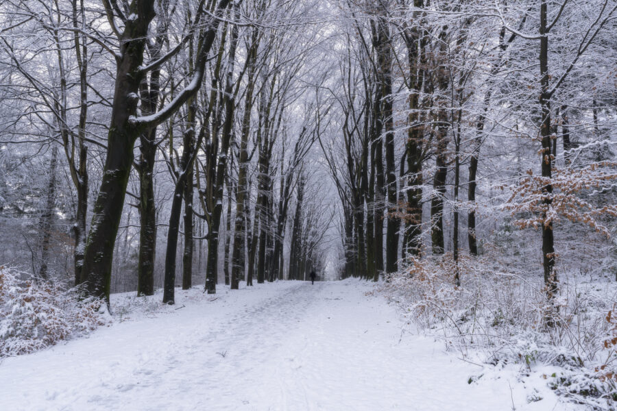 Deze foto is gemaakt bij Prattenburg nabij Veenendaal (Utrecht, Nederland). Een mooie boslaan, besneeuwd door de vele sneeuwbuien gaf een mooie sfeer. Een eenzame wandelaar die het pad doorkruist. Een schitterende morgen zo!