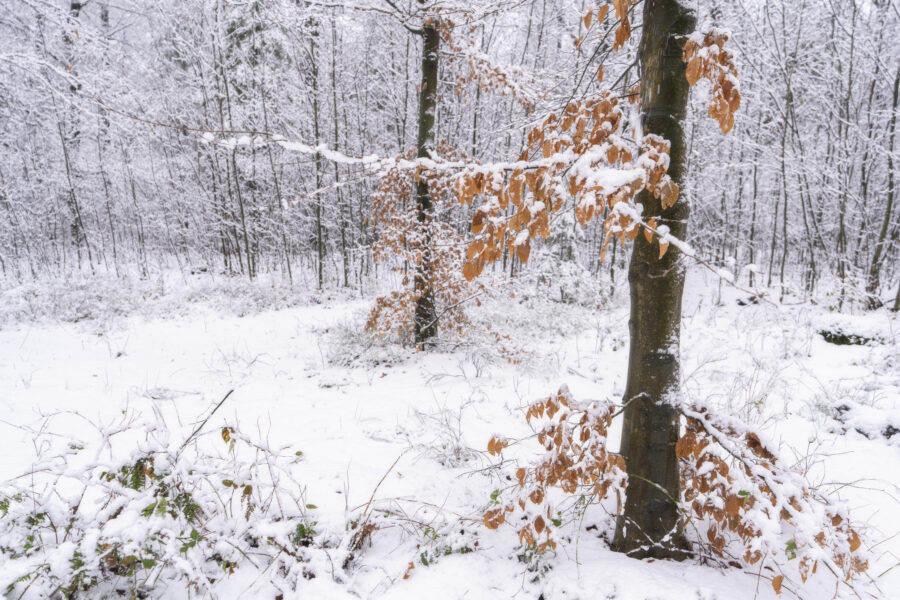en detailopname van herfstbladeren in de winter. Ze geven wat kleur aan het witte landschap door de sneeuw. Een mooie onderbreking van de wittonen!