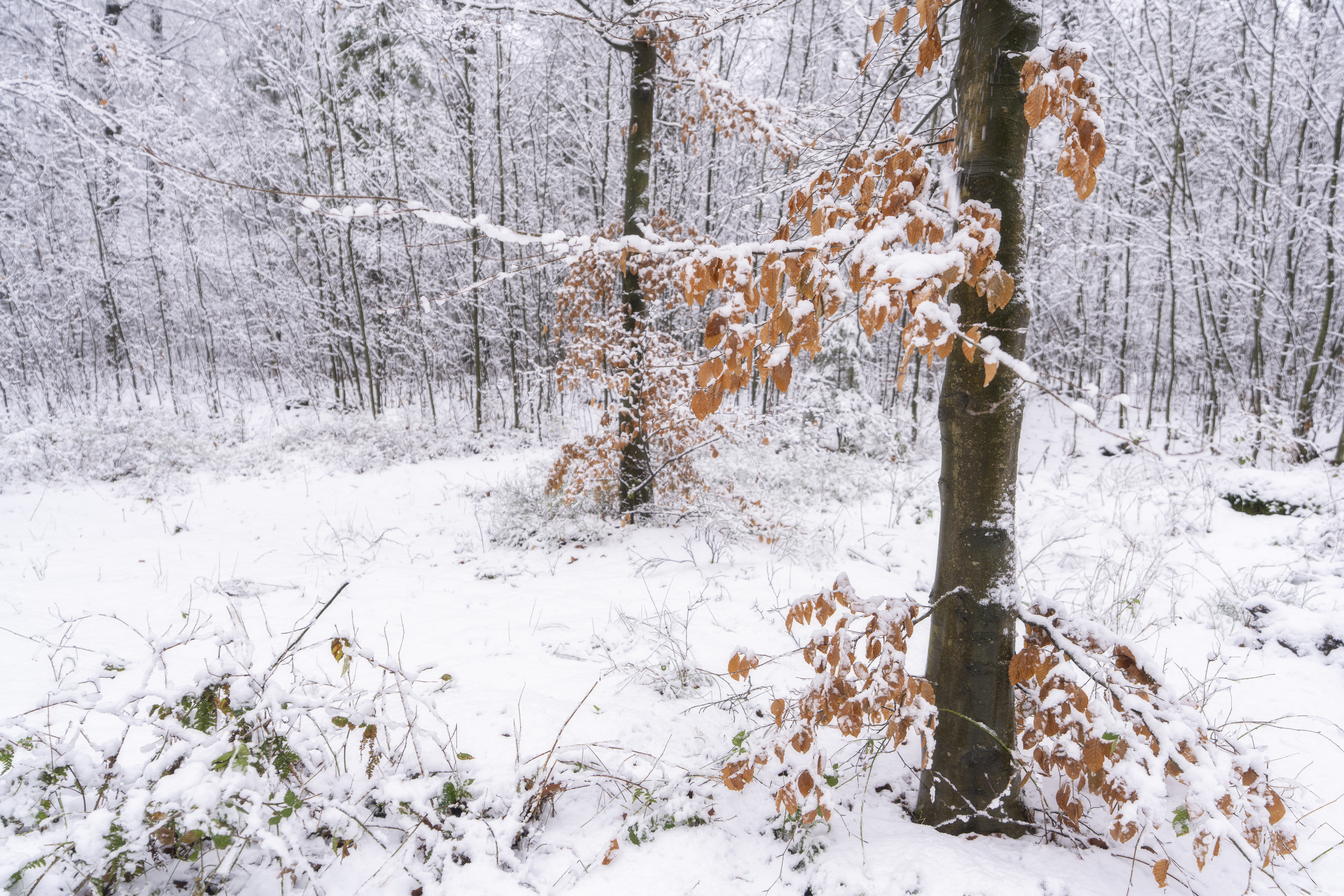 en detailopname van herfstbladeren in de winter. Ze geven wat kleur aan het witte landschap door de sneeuw. Een mooie onderbreking van de wittonen!