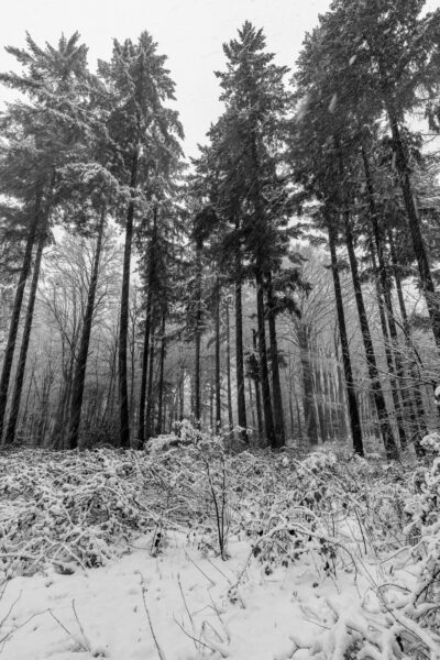 Deze foto is gemaakt bij Prattenburg nabij Veenendaal (Utrecht, Nederland). Een mooie boslaan, besneeuwd door de vele sneeuwbuien gaf een mooie sfeer. Een schitterende morgen zo!