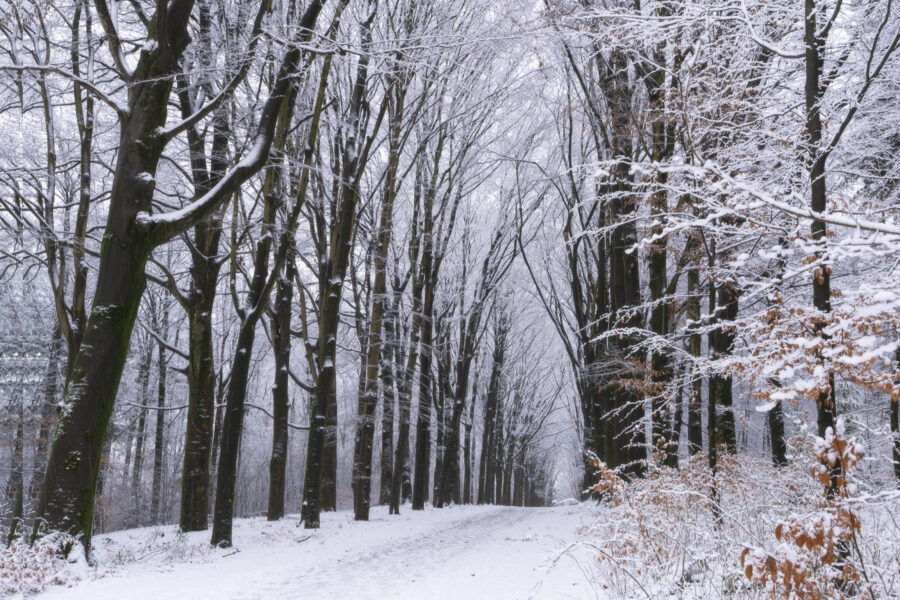 Deze foto is gemaakt bij Prattenburg nabij Veenendaal (Utrecht, Nederland). Een mooie boslaan, besneeuwd door de vele sneeuwbuien gaf een mooie sfeer. Een schitterende morgen zo!