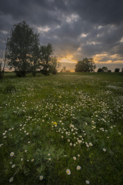 Deze foto is gemaakt bij Middelwaard nabij Vianen (Utrecht, Nederland). De zon ging in een gouden gloed onder. De witte Margrietbloemen stonden heerlijk te pronken op het veld. Zacht zonlicht scheen er overheen.