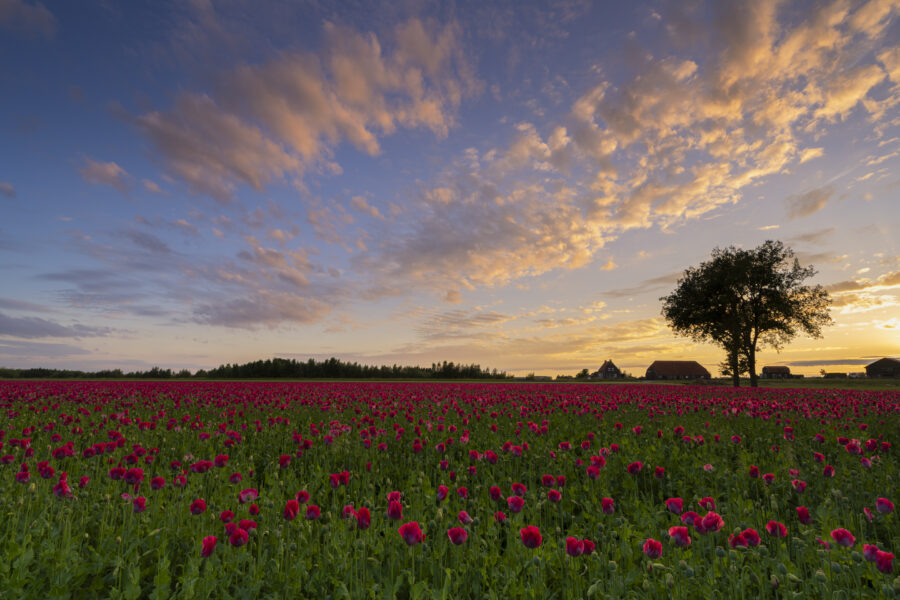 Een veld met klaprozen tijdens een zonsondergang. De boerderij in de achtergrond en de boom zijn een mooi decor voor deze locatie. De zon ging schitterend onder. Een genietmoment om deze landschapsfoto te maken.