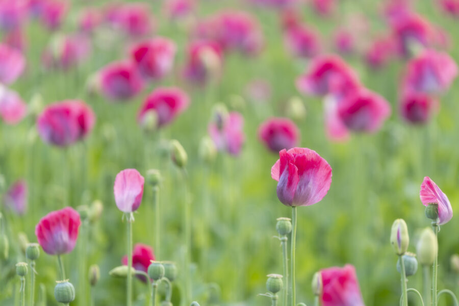 Een detailopname van een veld met klaprozen. Het late zonlicht geeft een warme gloed over het veld