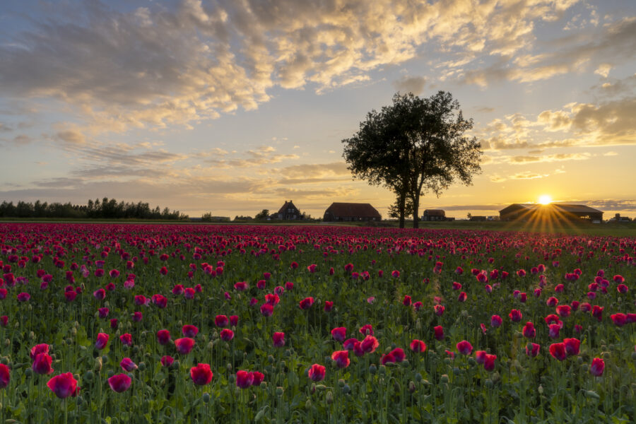 Een veld met klaprozen tijdens een zonsondergang. De boerderij in de achtergrond en de boom zijn een mooi decor voor deze locatie. De zon ging schitterend onder. Een genietmoment om deze landschapsfoto te maken.